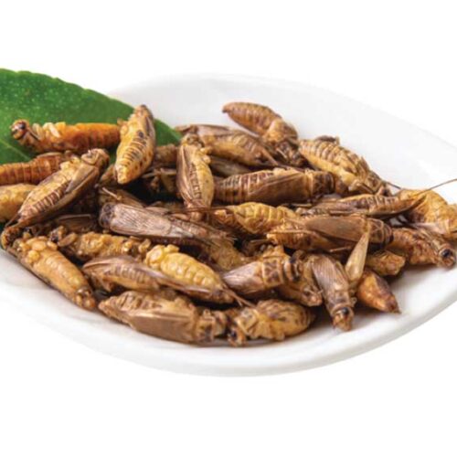 edible acheta crickets