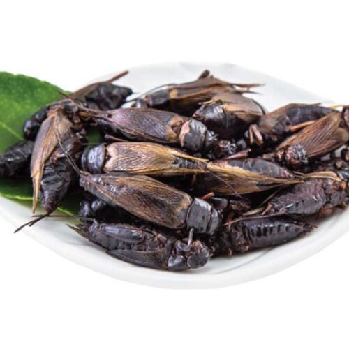 edible black crickets