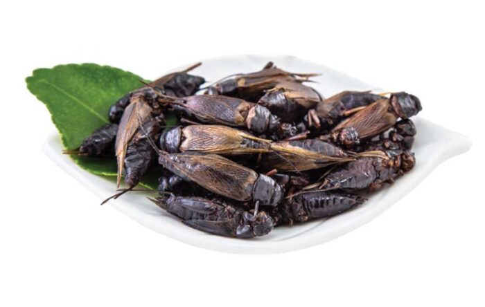 edible black crickets