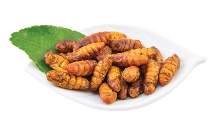 edible silkworm pupae