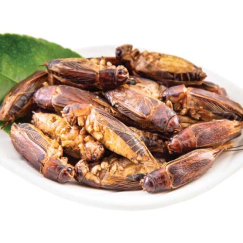 Edible Jamaican Crickets