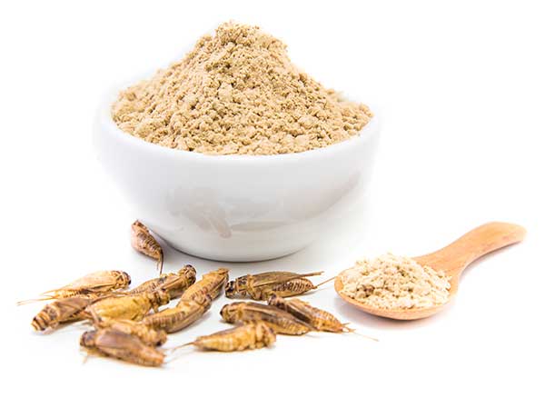 cricket-powder-protein cricket powder flour
