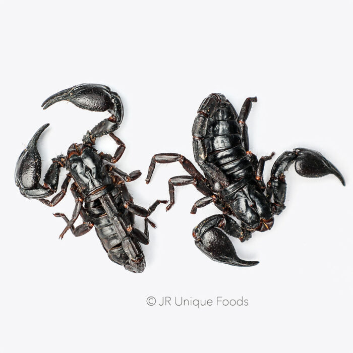 Edible Black Scorpions