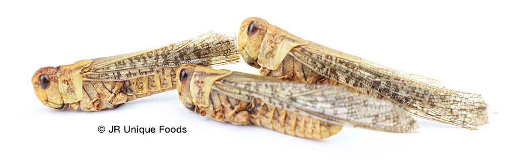 dried edible locusts